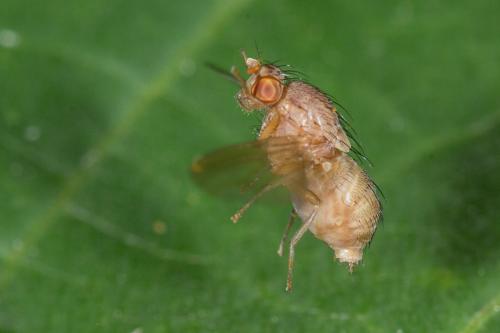 Minettia plumicornis